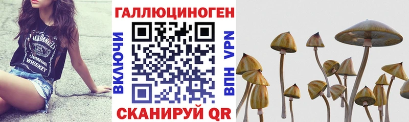 Галлюциногенные грибы Psilocybe  купить наркотики цена  Оха 